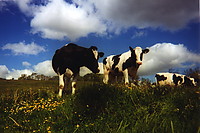 2004-05-kanotur_007.jpg