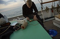 Skibladner_2009-16.jpg