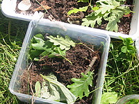 sommerlejrshow081.JPG