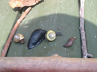 sommerlejrshow082.JPG