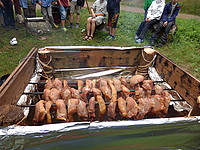 GS26.JPG