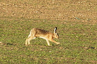 Hare_i_spring.jpg